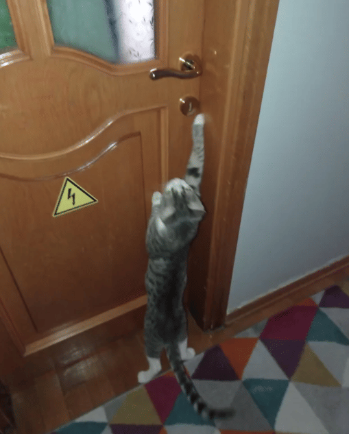 kucing membuka kenop pintu (reddit.com/CadmiumC4)
