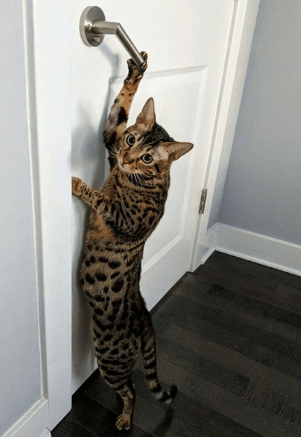 kucing membuka kenop pintu (reddit.com/Cutie__christine)