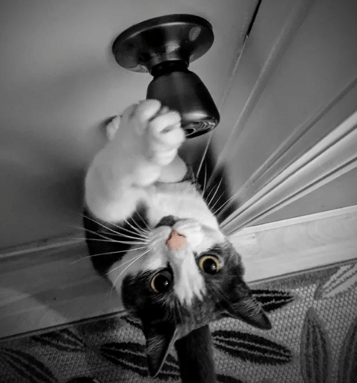 kucing membuka kenop pintu (reddit.com/Aperture-Cat)