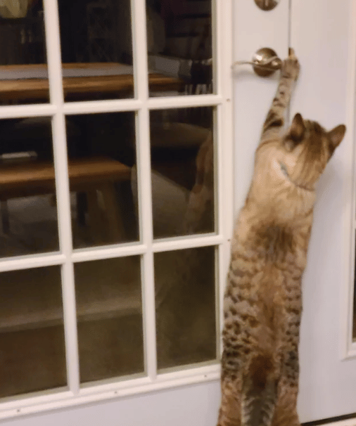 kucing membuka kenop pintu (reddit.com/mom2two08)