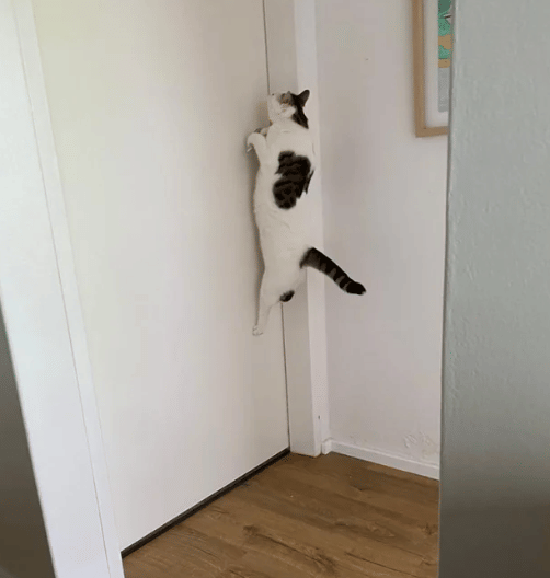 kucing membuka kenop pintu (reddit.com/BeakFoundry)