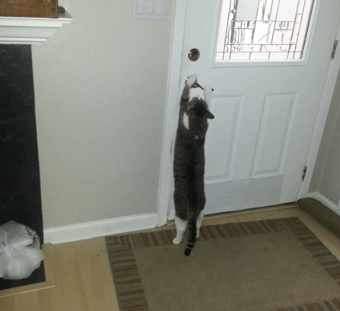 kucing membuka kenop pintu (reddit.com/deleted)