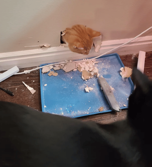 potret kucing keluar dari lubang (reddit.com/angelljames)