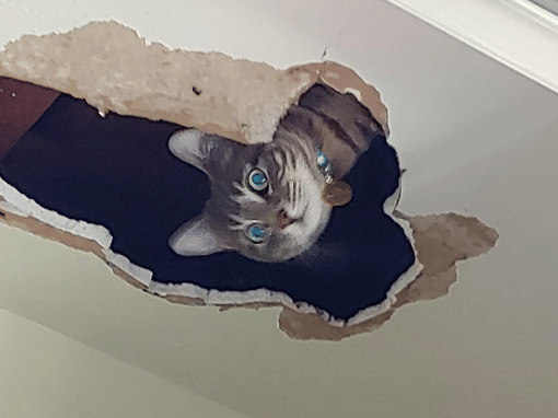 potret kucing keluar dari lubang (reddit.com/lonkboi)