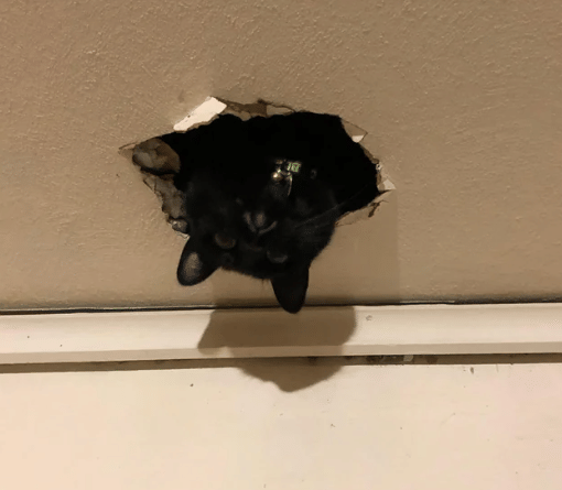 potret kucing keluar dari lubang (reddit.com/00Wolfeh)