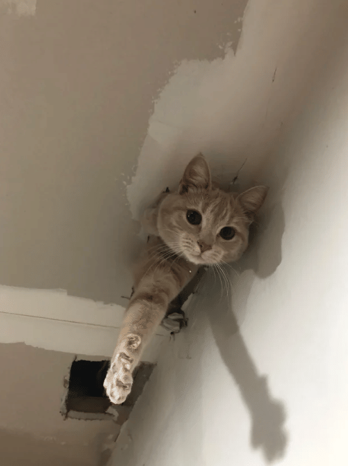 potret kucing keluar dari lubang (reddit.com/KGhaleon)