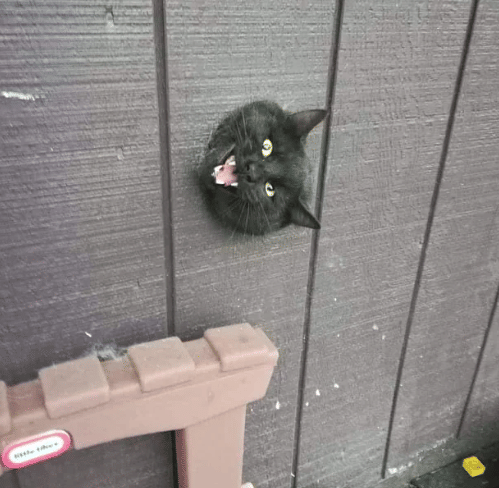 potret kucing keluar dari lubang (reddit.com/deleted)