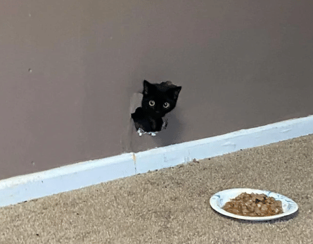 potret kucing keluar dari lubang (reddit.com/Sayomi_Koneko)