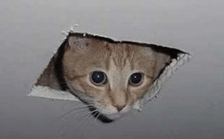 potret kucing keluar dari lubang (reddit.com/pernicat)