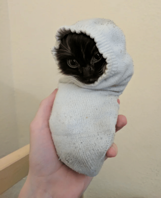 potret kucing masuk ke dalam kaus kaki (reddit.com/companionmadie)