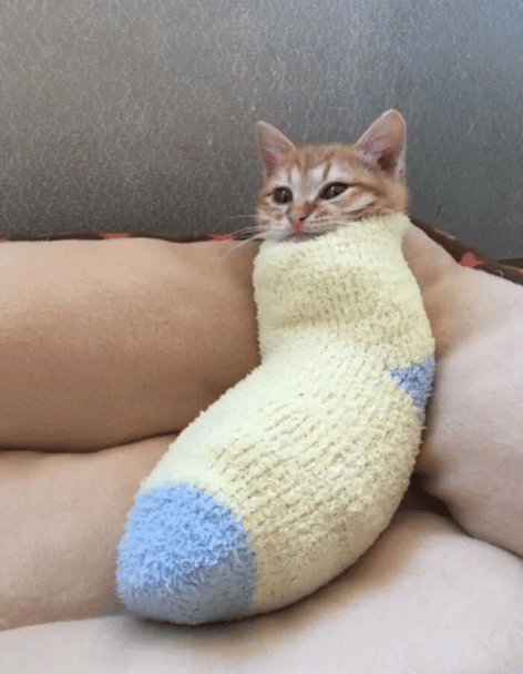 potret kucing masuk ke dalam kaus kaki (reddit.com/Nic0487)