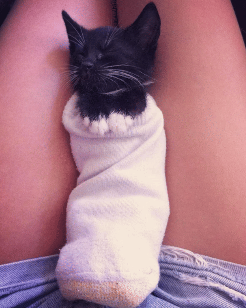 potret kucing masuk ke dalam kaus kaki (reddit.com/deleted)