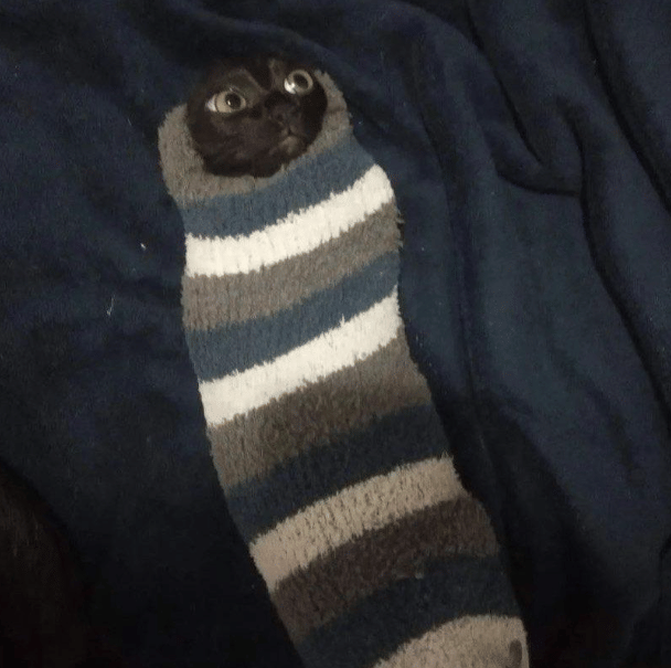 potret kucing masuk ke dalam kaus kaki (reddit.com/ImNotKais)