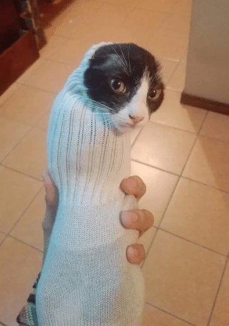 potret kucing masuk ke dalam kaus kaki (reddit.com/yourpardon)