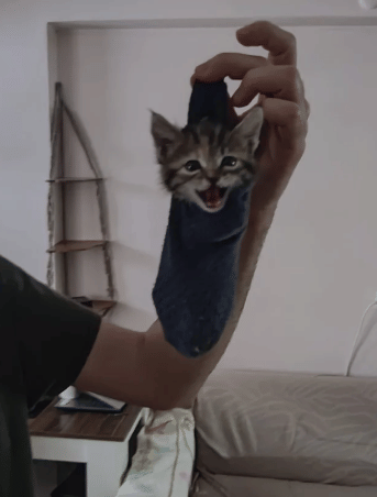 potret kucing masuk ke dalam kaus kaki (reddit.com/yarraxk)