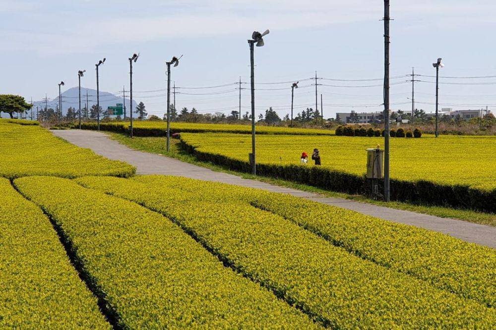 Potret O’sulloc Tea Museum (instagram.com/visitjeju.en)