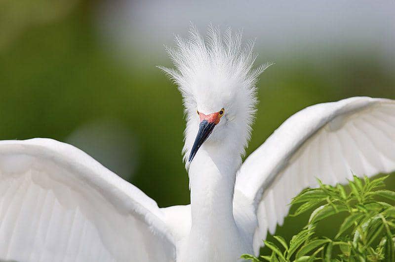 tampak dekat burung snowy egret (commons.wikimedia.org/William H. Majoros)
