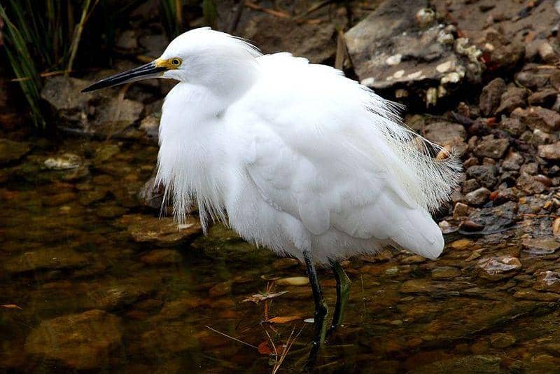 burung snowy egret di perairan dangkal (commons.wikimedia.org/Judy Gallagher)
