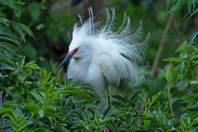 burung snowy egret dengan bulu cantiknya (commons.wikimedia.org/Judy Gallagher)