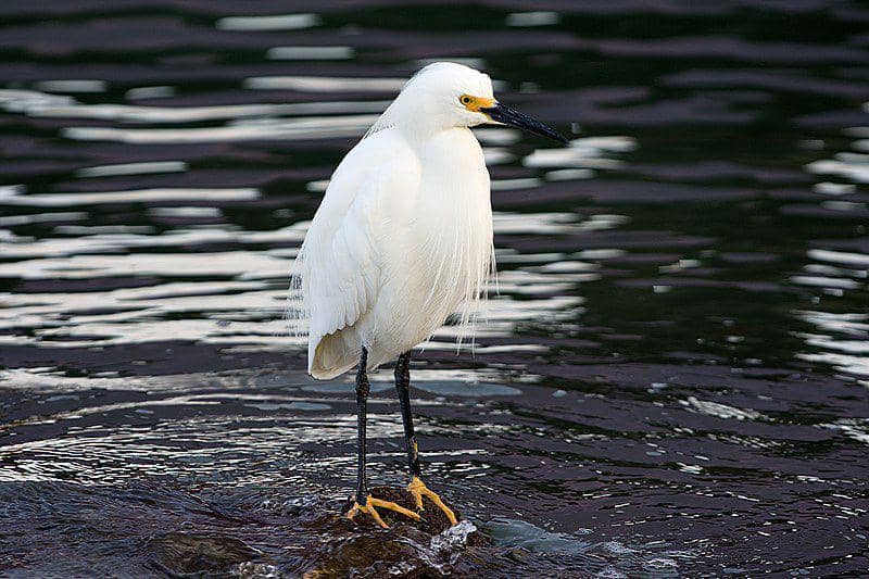 Burung snowy egret berdiri di tengah sungai. (commons.wikimedia.org/Russ)