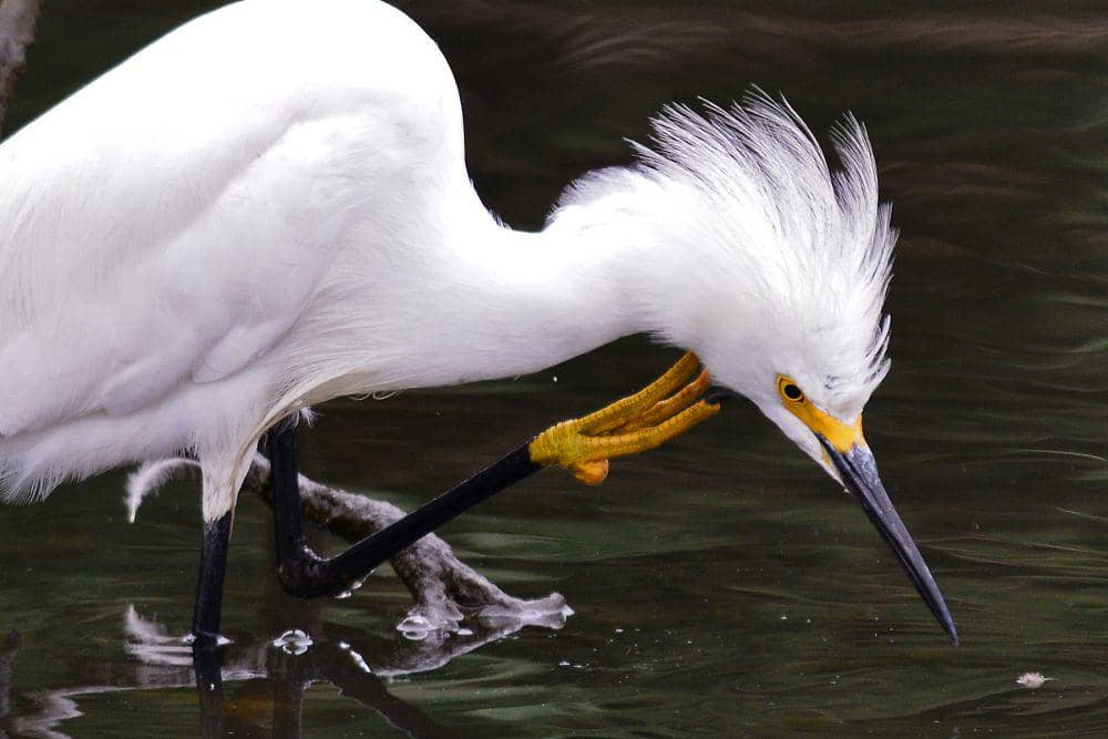 5 Fakta Unik Snowy Egret, Bulunya Dua Kali Lipat Harga Emas!