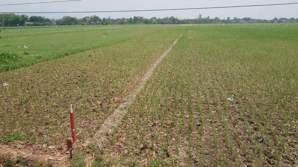 Salah satu lahan terdampak tol Tulungagung. IDN Times/ Bramanta Pamungkas