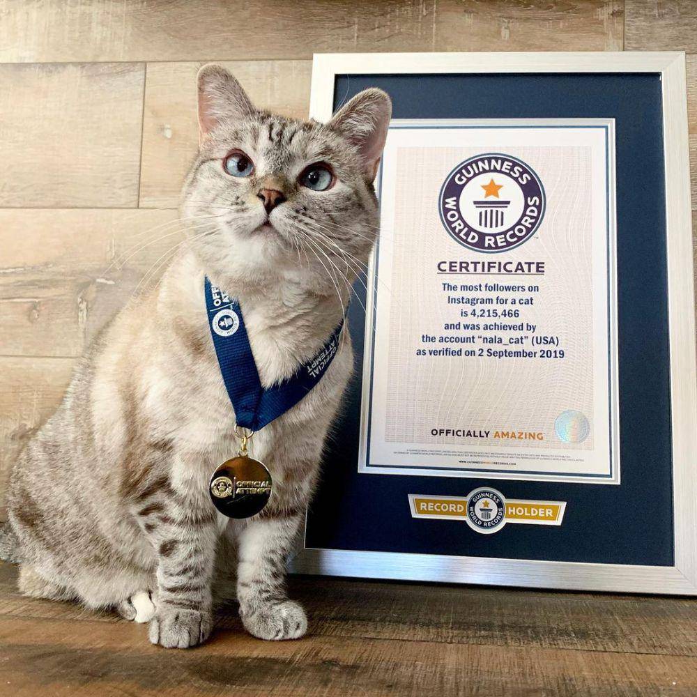 Nala Cat (instagram.com/nala_cat)
