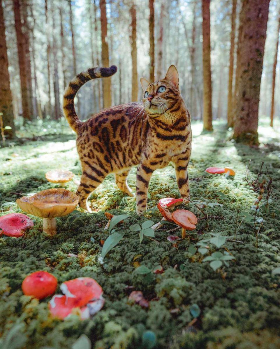 Suki Cat (instagram.com/sukiicat)