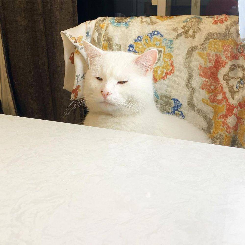Smudge the Cat (instagram.com/smudge_lord)