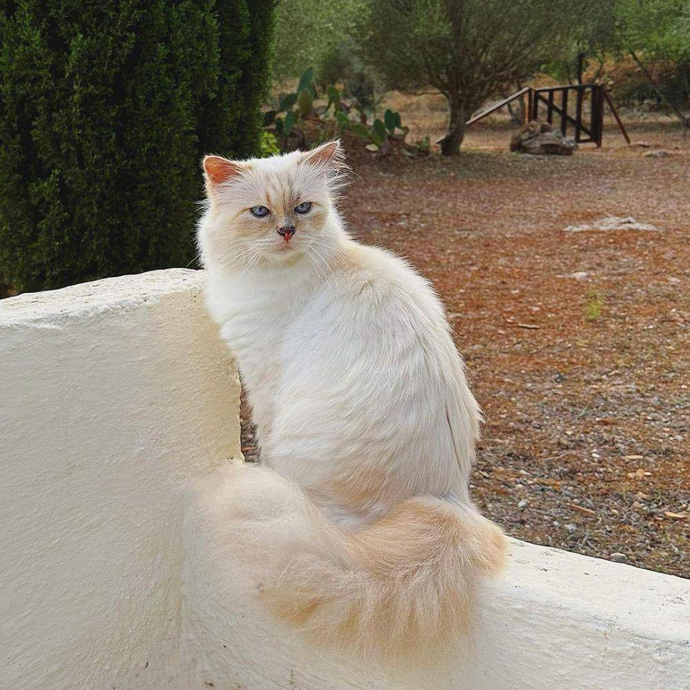 Choupette Lagerfeld (instagram.com/choupetteofficiel)