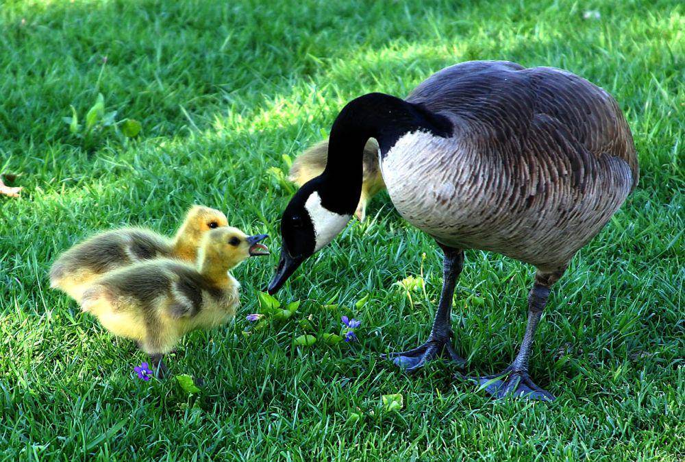 induk soang kanada dan anak-anaknya (pixabay.com/arttower-5337)