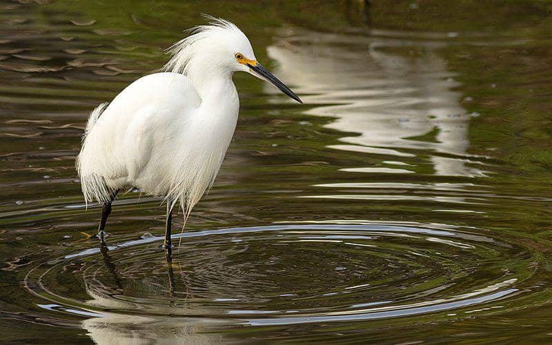 Burung snowy egret mencari makan di perairan dangkal. (commons.wikimedia.org/Frank Schulenburg)
