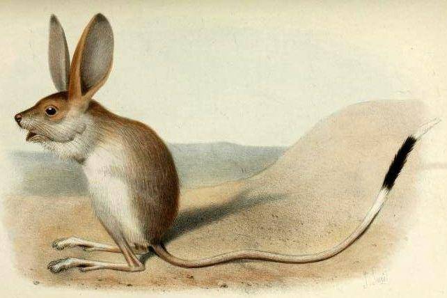 ilustrasi dari jerboa telinga panjang (commons.wikimedia.org/Joseph Smit)
