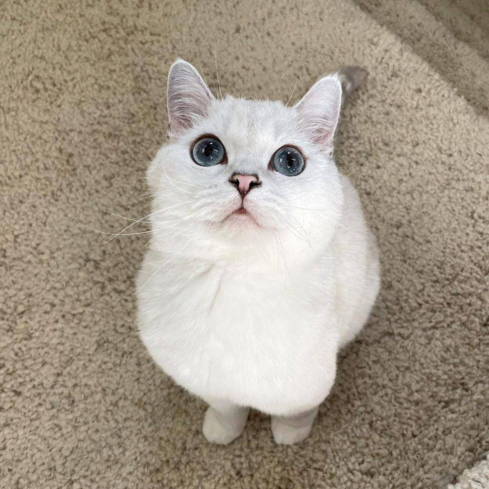 Coffee Cat (instagram.com/white_coffee_cat)