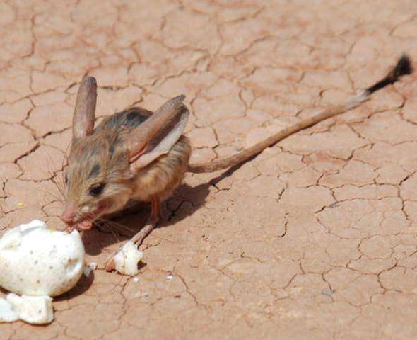 Jerboa berdiri dan bergerak layaknya seekor kanguru, tegap dengan kedua kaki belakangnya. (worldwildlife.org)