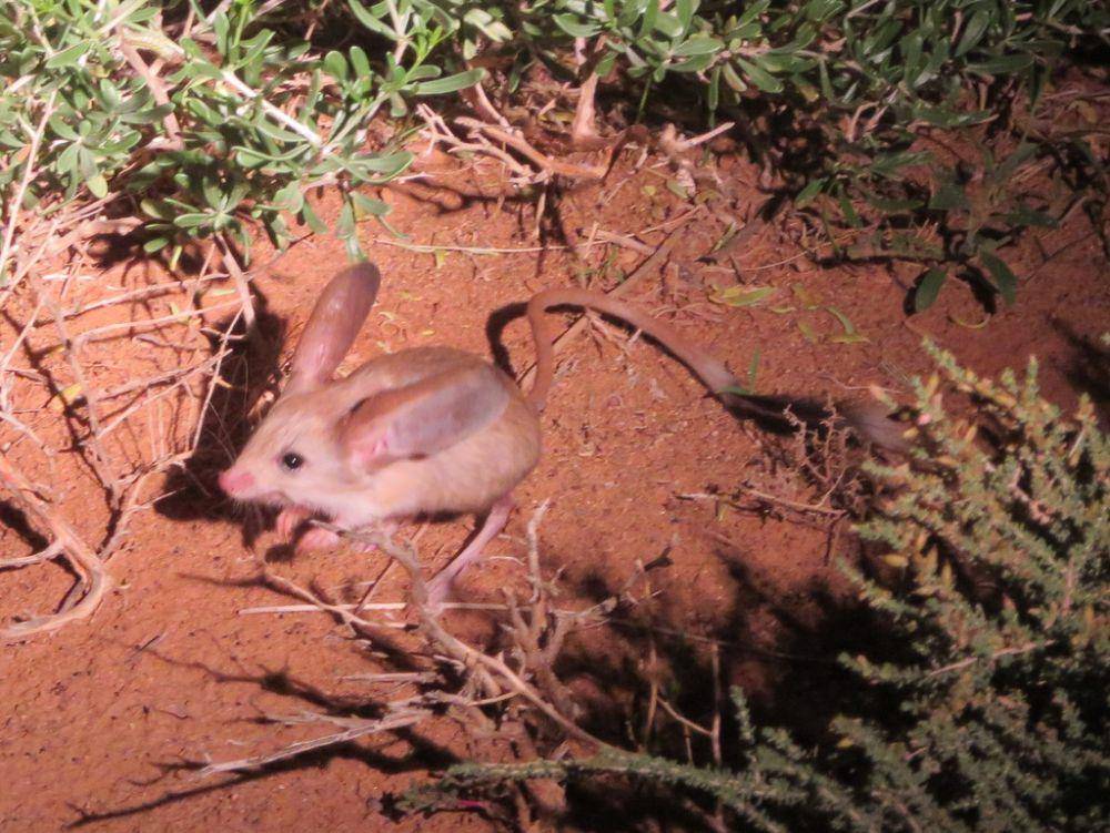 Seekor jerboa telinga panjang sedang berjaga di sekitar sarangnya. (inaturalist.org/seasav)