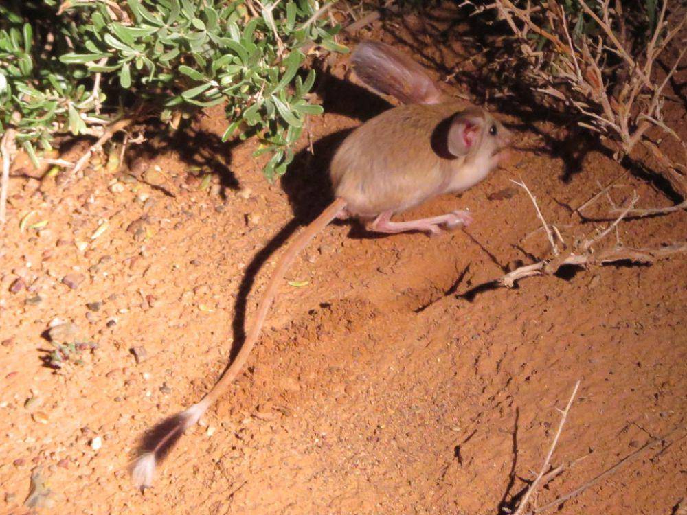potret jerboa telinga panjang dewasa (inaturalist.org/seasav)