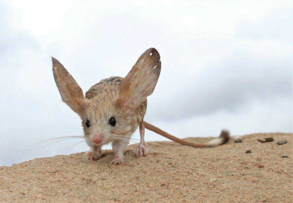 potret lucu dari jerboa telinga panjang (inaturalist.org/dovchindorj)