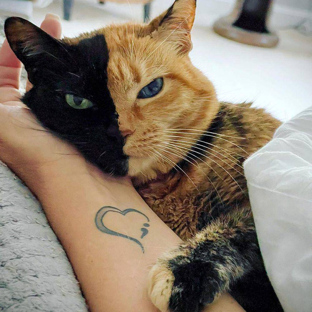 Venus the Two Face Cat (instagram.com/venustwofacecat)