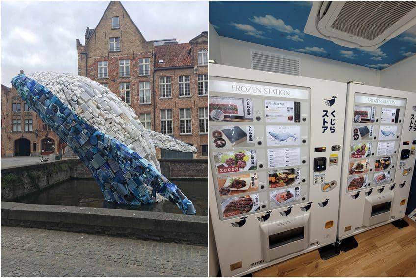 9 Hal Unik Bertema Paus, dari yang Sederhana Hingga yang Bikin Takjub!