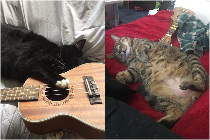 10 Foto Kucing Nongkrong di Ukulele, Malah Dijadikan Guling
