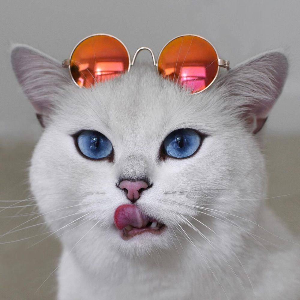Coby the Cat (instagram.com/cobythecat)