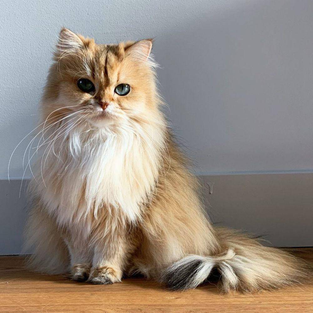 Smoothie the Cat (instagram.com/smoothiethecat)