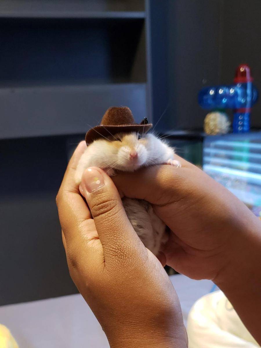foto gemas hewan memakai topi (reddit.com/user/AdmiralAdri)