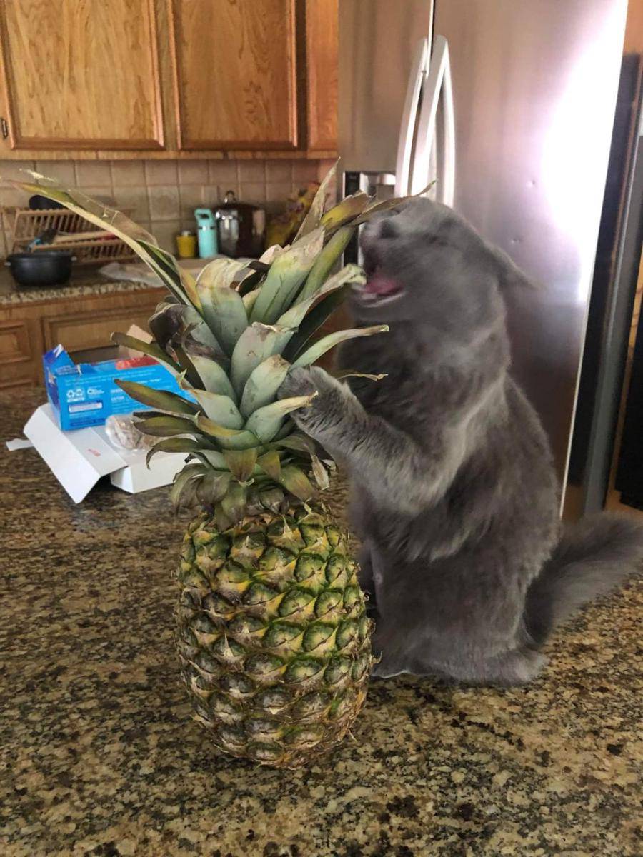 foto kocak kucing ketemu nanas (reddit.com/user/Hambooglar)