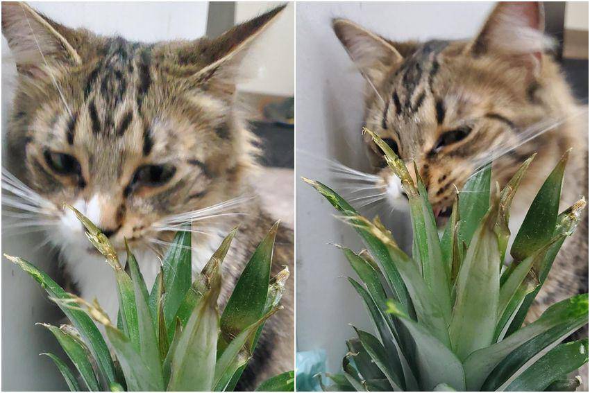 foto kocak kucing ketemu nanas (reddit.com/user/ttv_CitrusBros)