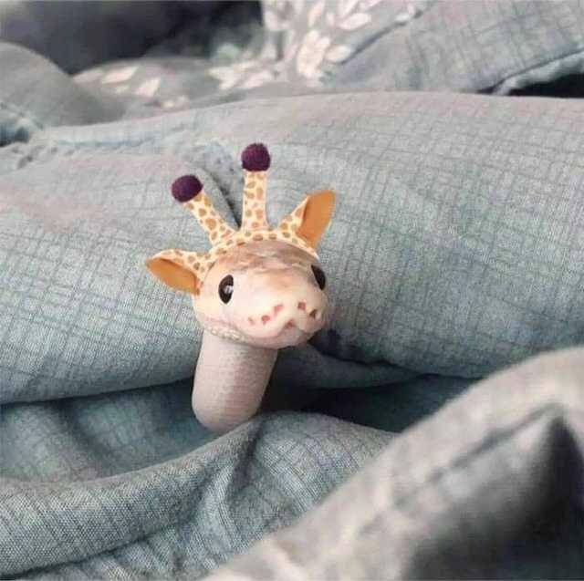 foto gemas hewan memakai topi (reddit.com/user/itsharryngl)
