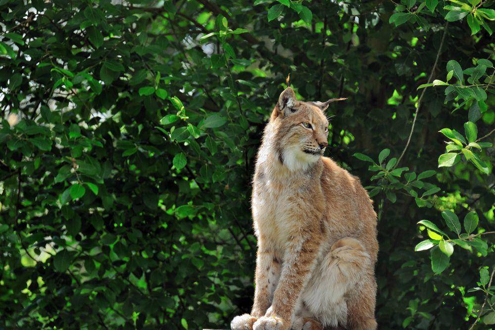 Lynx Eurasia (commons.m.wikimedia.org/Steve Slater)