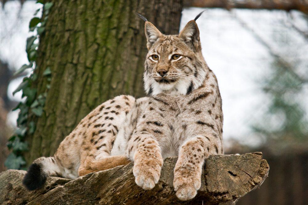 8 Fakta Menarik Lynx Eurasia, si Misterius yang Sangat Lincah!