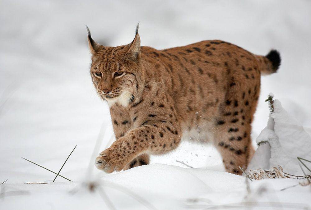 Lynx Eurasia (commons.m.wikimedia.org/Martin Mecnarowski)